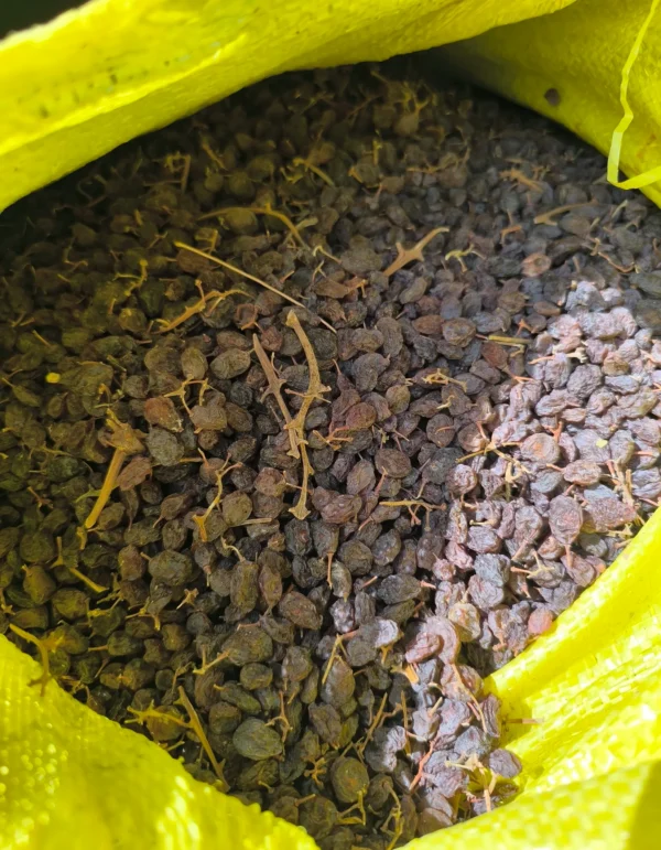 کشمش آفتابی درگز